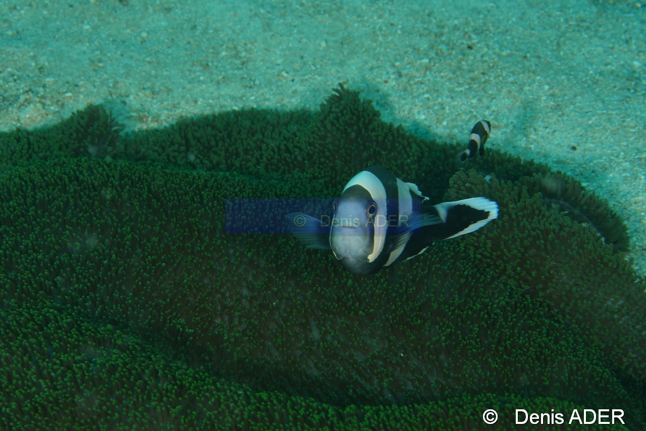 Amphiprion polymnus Stichodactyla haddoni-Liwutonkidi Island 2-18m-20180604-Denis-ADER-DSC_4008_tn.jpg